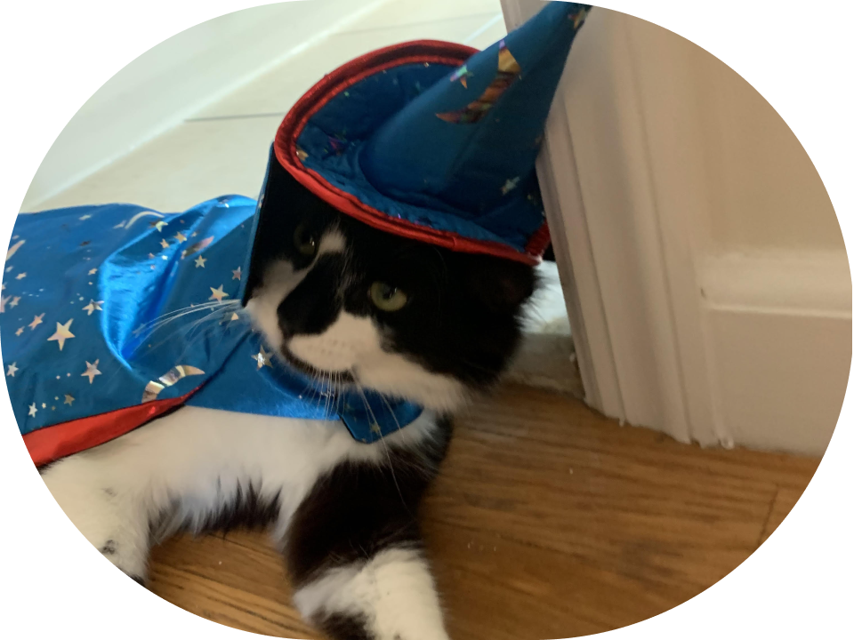 Mister the cat